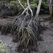 mangrove tree roots